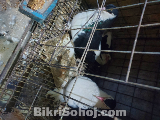 Pigeon for Sell